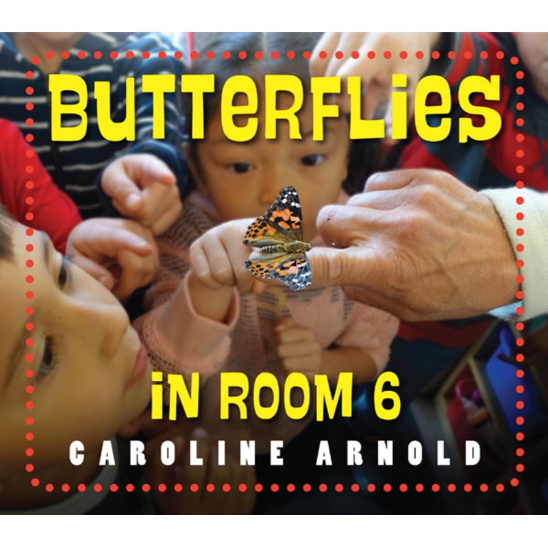 Butterflies in Room 6