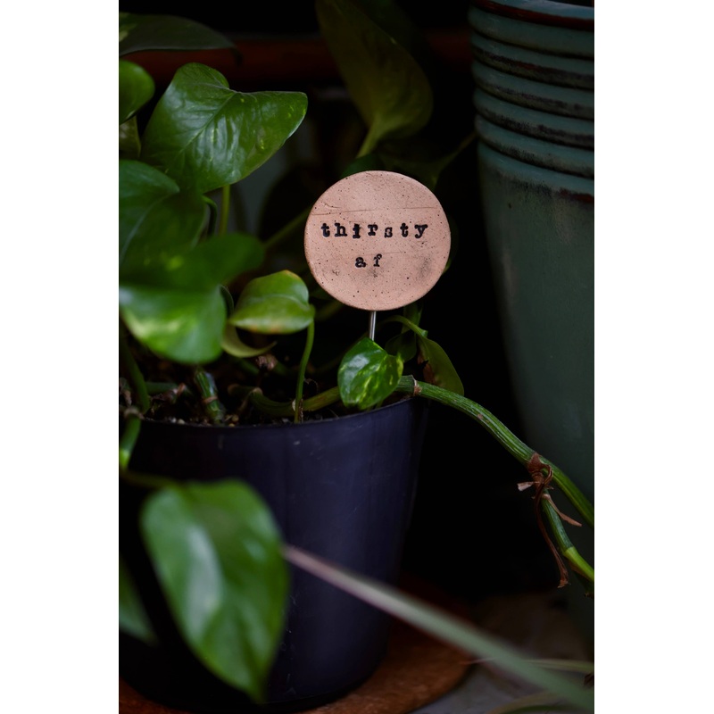 Plant Buddies – Text – Thirsty AF