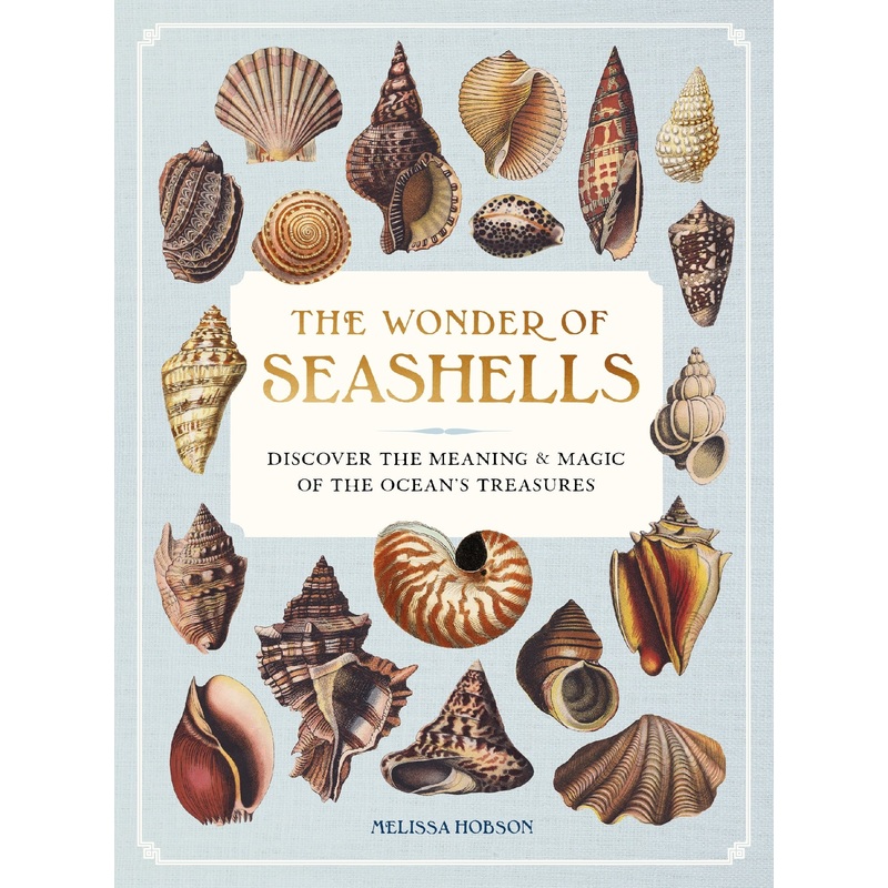 The Wonder Of Seashells