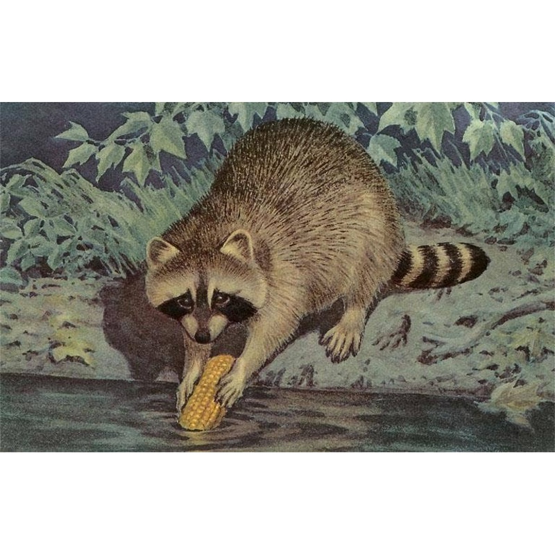 Found Image Press – Postcard AN-227 Raccoon Washing Corn