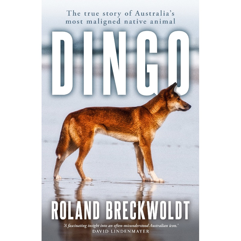 Dingo