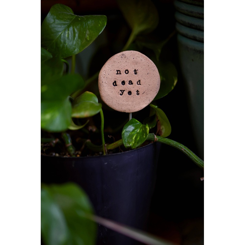 Plant Buddies – Text – Not Dead Yet