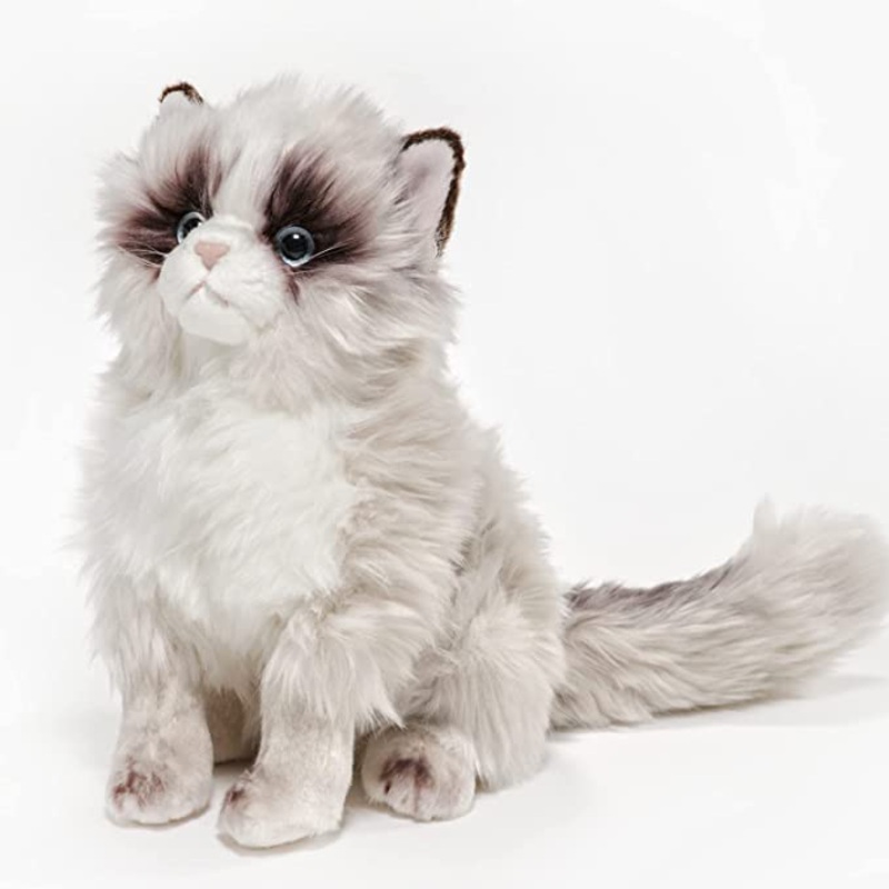 Tasha the Himalayan