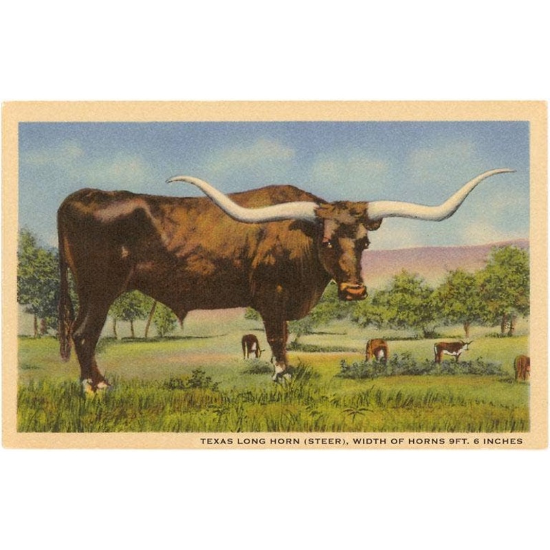Found Image Press – TX-632 Texas Longhorn Steer – Vintage Image, Postcard