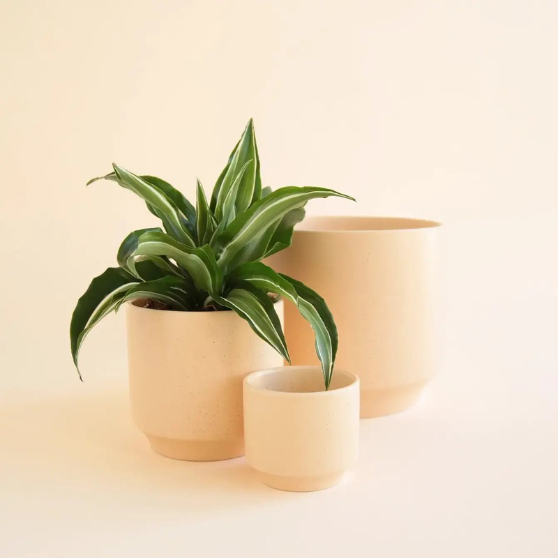 Parker Pot | Vanilla Speckle 3″ 3 inch