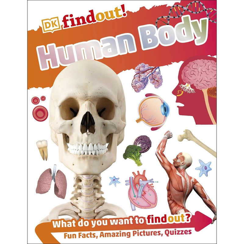 DKfindout Human Body