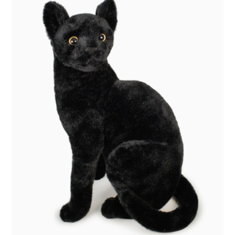Boone the Black Cat
